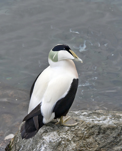 常见黄金眼德雷克常见的绒鸭照片