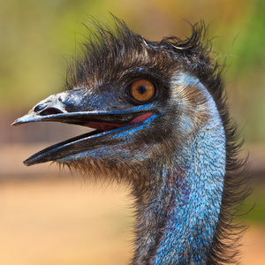 鸵鸟鸟在特写图片