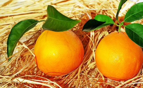 橙子和柠檬 柑橘鲜果