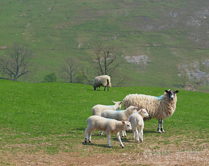 母羊和小羊在山地牧场