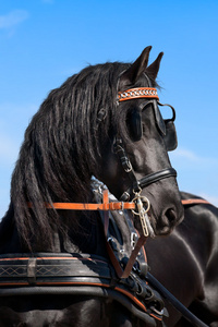 friesian 马