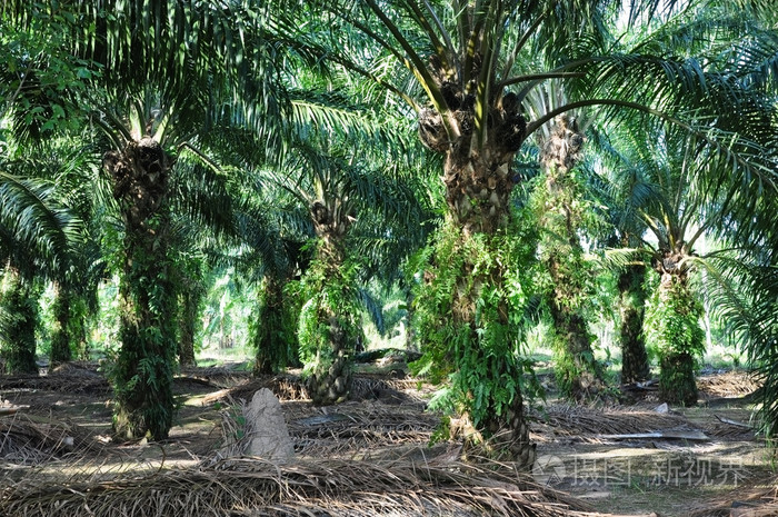 油棕园