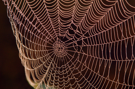 of morning dew on a spider web on pine branches at sunrise背景