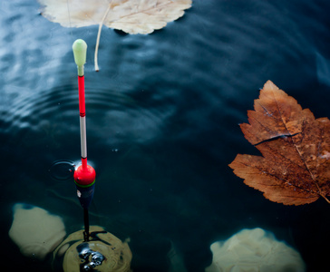 秋天钓鱼。黄色水中的浮标浮枫叶