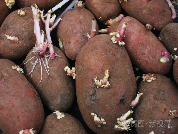 发芽土豆