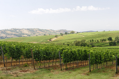 马里 tuscany 葡萄园