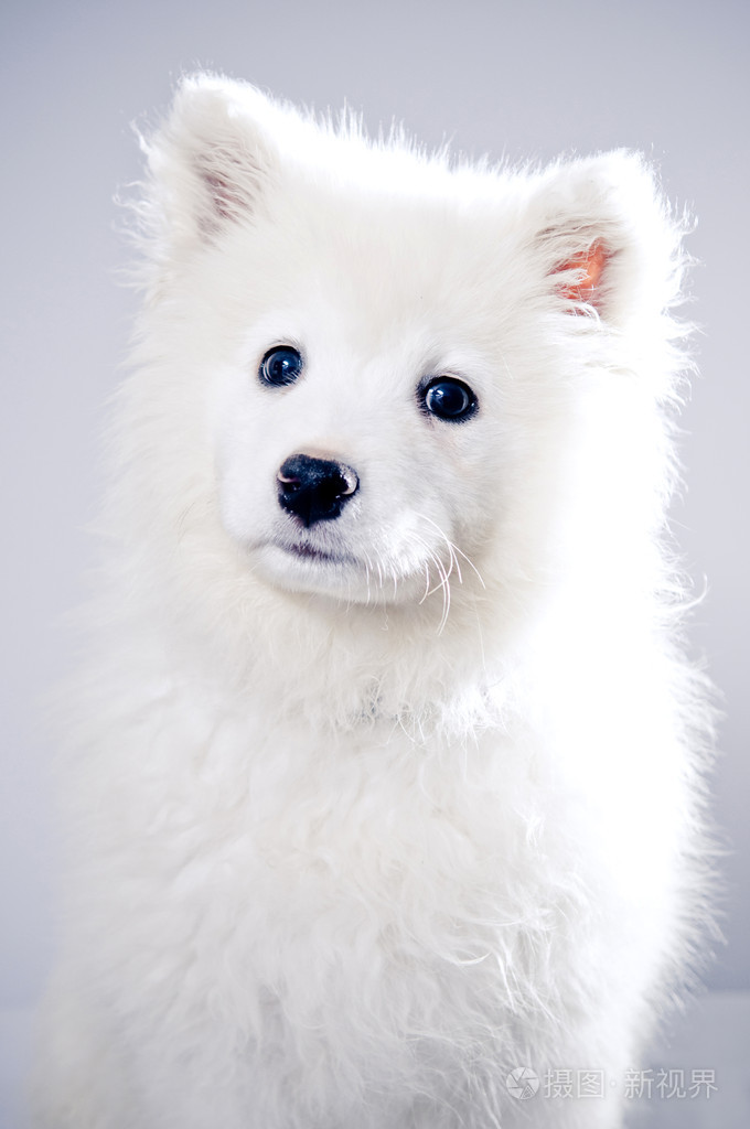 年轻的萨摩狗jpg