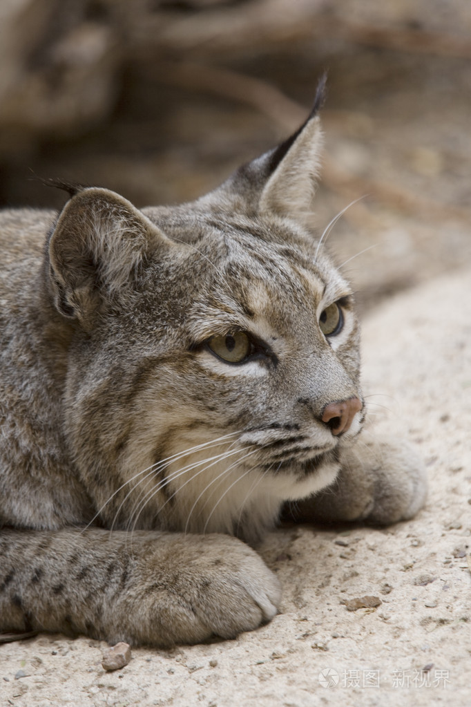 在亚利桑那州的山猫