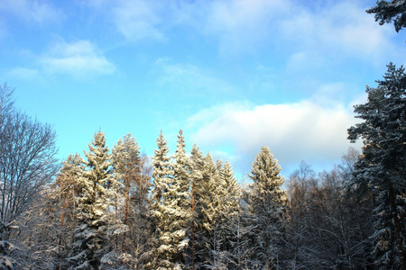 位杰出冬季观的森林