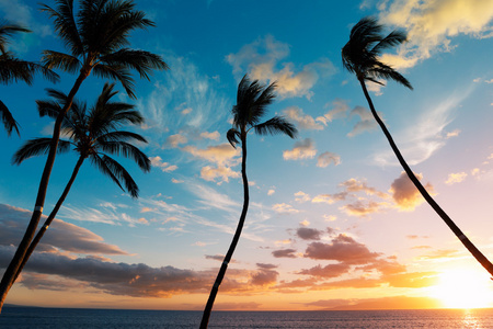 在夏威夷的日落棕榈树