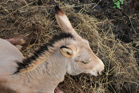 德拉戈公园el 毛驴照片