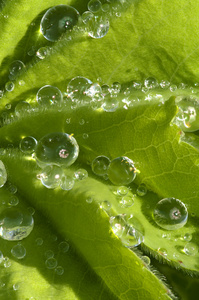 叶子上的雨滴