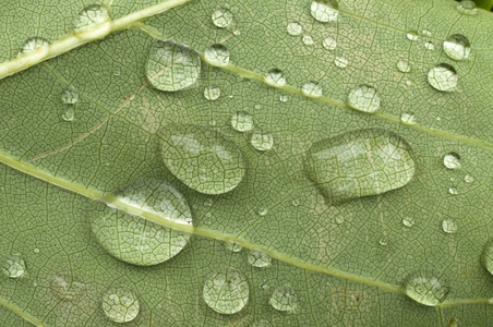 叶子上的雨滴