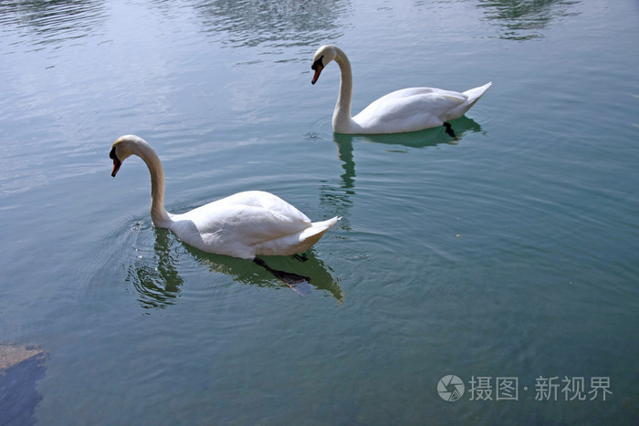 两只天鹅