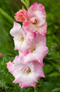 唐菖蒲花夏天雨后