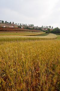 小麦场景观