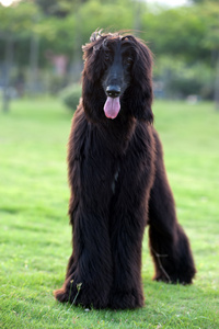 黑色阿富汗猎犬