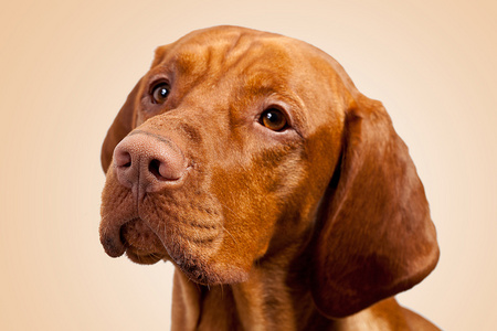 rassehund只威马 jagdhund 棕色 ungarisch rassehund 层照片
