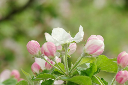 花不