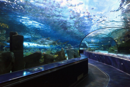 水族馆隧道图片