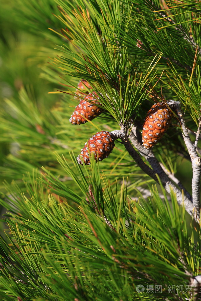 摄图新视界 照片 动物,植物 小松树树的分支的详细信息.jpg