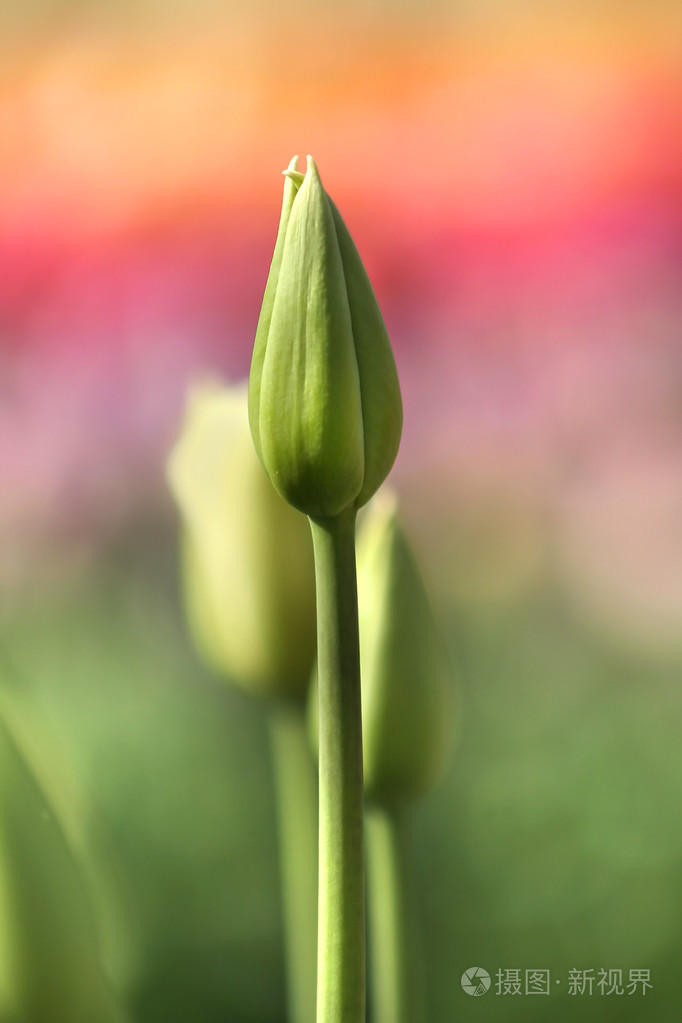 郁金香芽