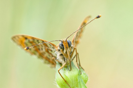 melitaea 蝴蝶在花和黄色和绿色背景上