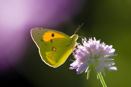 一只紫色草地上的花朵上的蝴蝶 colias