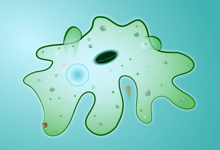 阿米巴变形虫。微生物