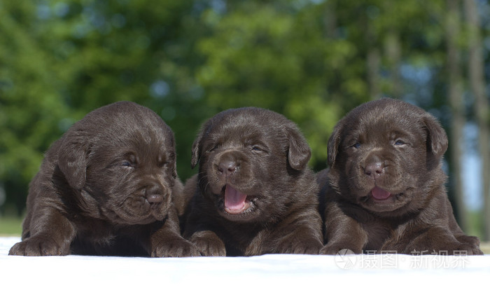 三个 puppieslabrador