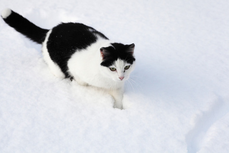 黑色和白色小猫坐在雪中
