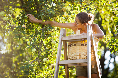 了在梯子摘苹果从一棵苹果树上的年轻女子