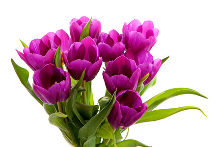 紫色荷兰郁金香花束