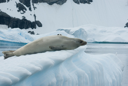关于冰山海豹图片
