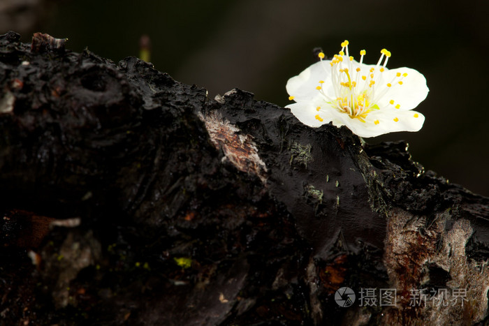春天背景与黑色梅花