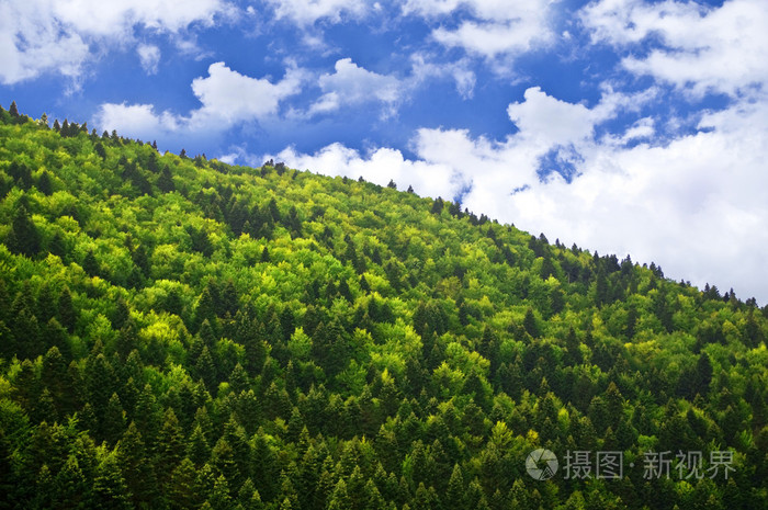 绿色森林在蓝蓝的天空