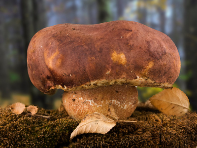牛肝菌蘑菇和森林背景