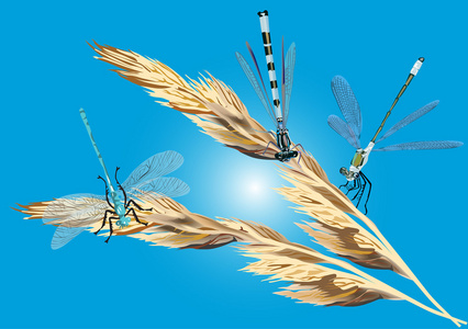 对干燥植物三蜻蜓图片