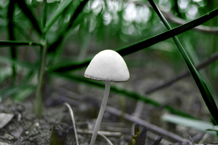 美丽的白蘑菇在草