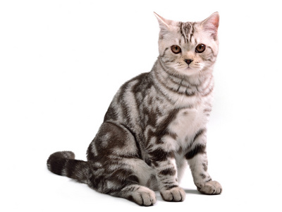 scottishfold苏格兰折耳猫小猫坐在孤立照片