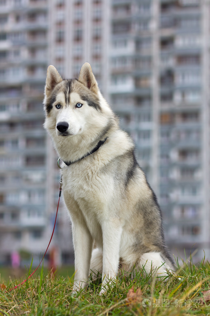 西伯利亚雪橇犬真实图片