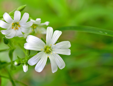 特写白花