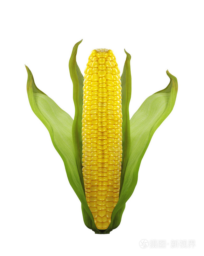 玉米在白色背景上孤立