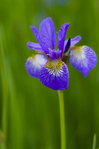 紫罗兰花虹膜
