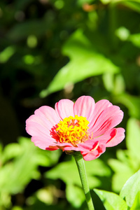 粉红色的热带花卉