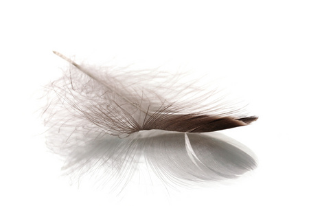 白色上孤立的单个蓬松羽毛