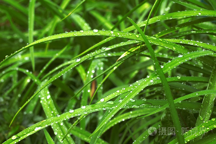   露水的草地上