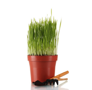 孤立在白色花盆里的绿草照片