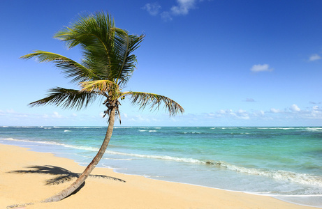 棕榈树热带海滩
