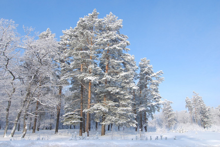 树木覆盖着霜和雪